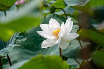 Hoa sen, sen, hoa, lotus, flower- xuanduongvan87 10
