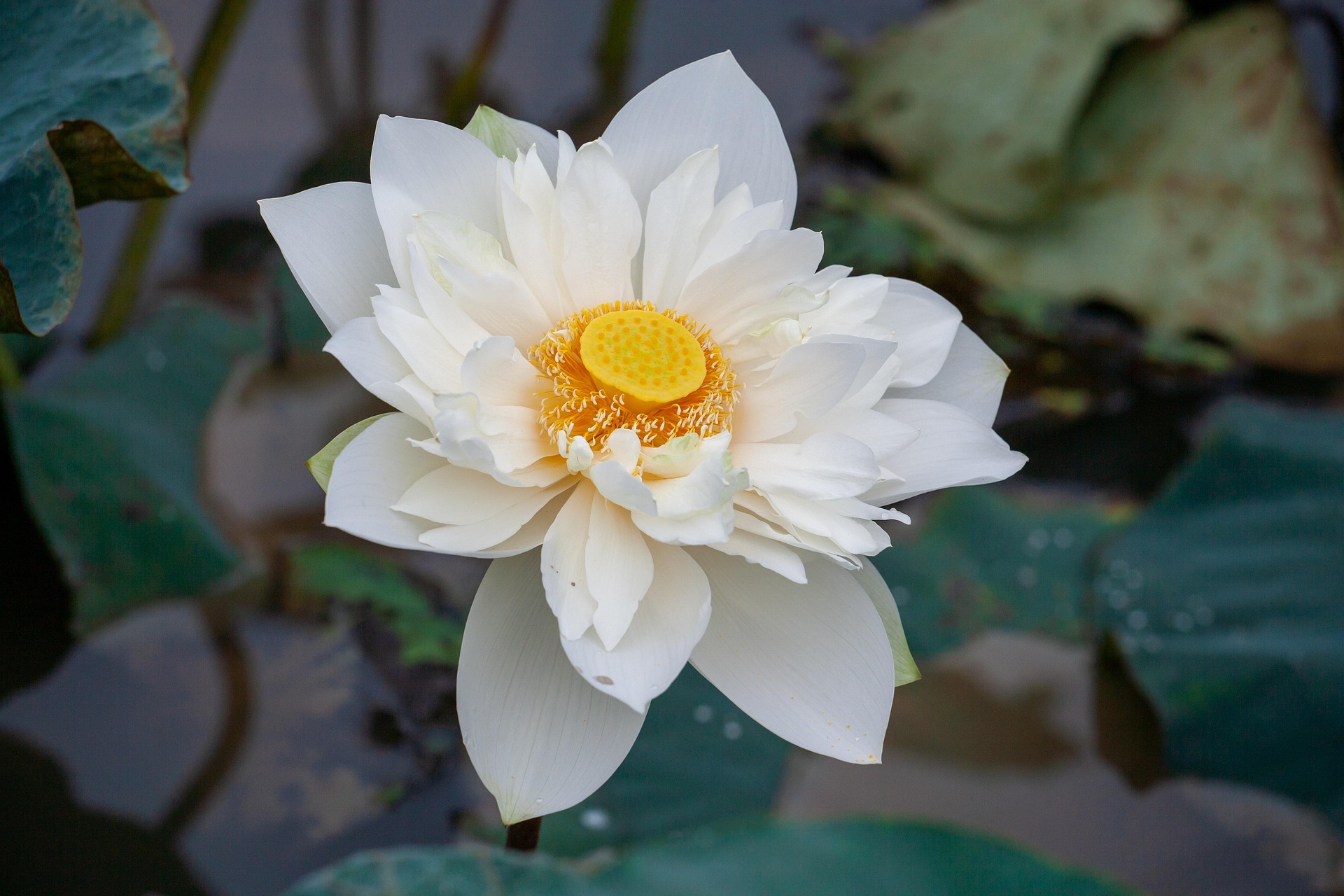Hoa sen, sen, hoa, lotus, flower- xuanduongvan87 11