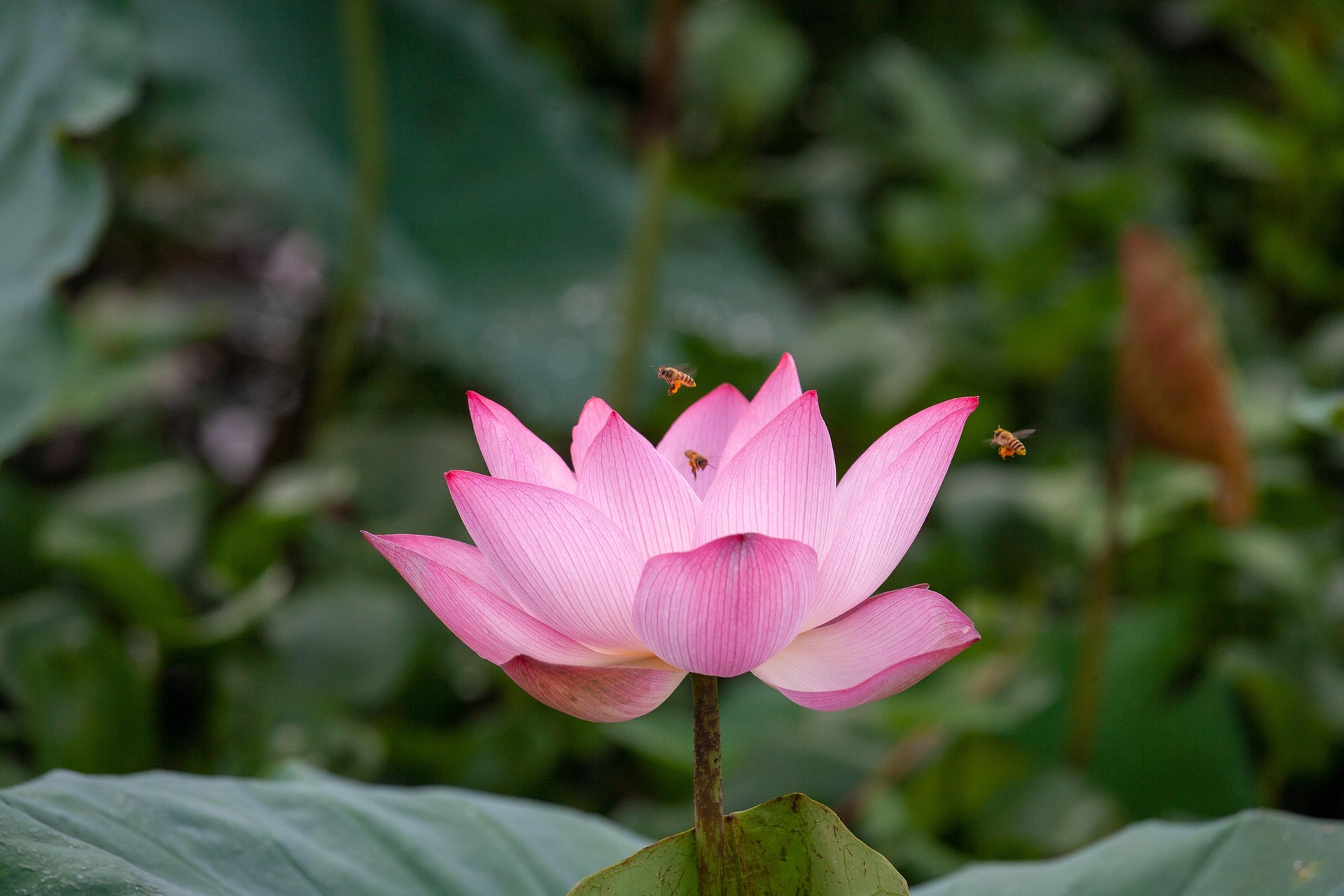 Hoa sen, sen, hoa, lotus, flower- xuanduongvan87 14