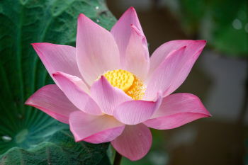 Hoa sen, sen, hoa, lotus, flower- xuanduongvan87 17