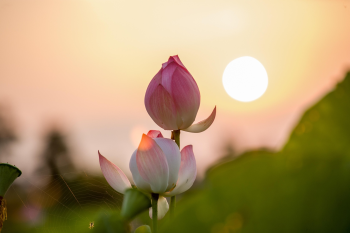 Hoa sen, sen, hoa, lotus, flower- xuanduongvan87 12