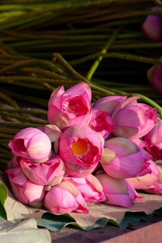 Hoa sen, sen, hoa, lotus, flower- xuanduongvan87 21