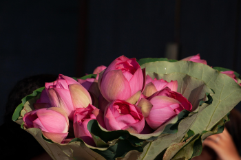 Hoa sen, sen, hoa, lotus, flower- xuanduongvan87 22