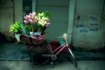 Hoa sen, sen, hoa, xe đạp, bicycle, lotus, flower- xuanduongvan87 28