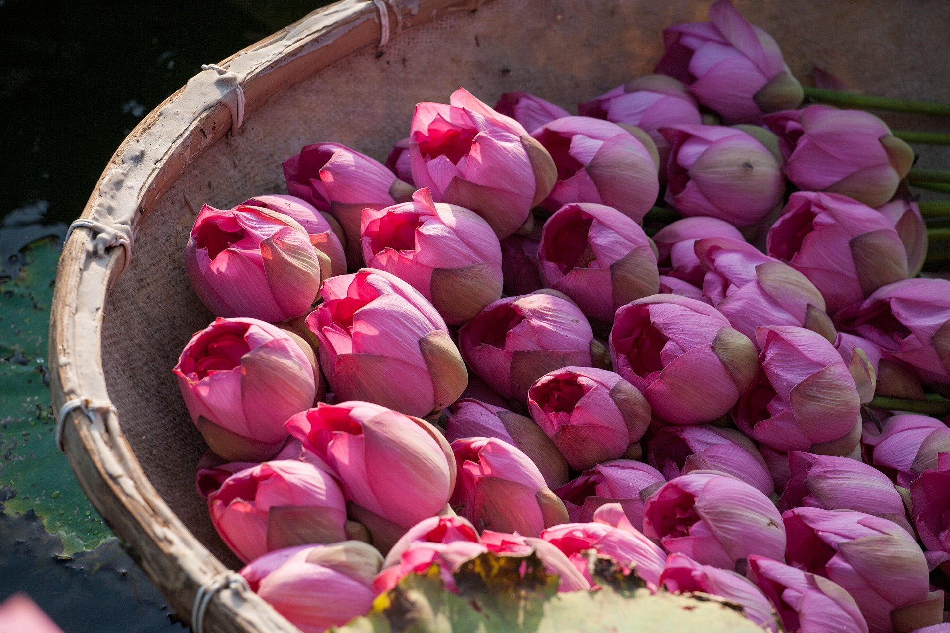 Hoa sen, sen, hoa, lotus, flower- xuanduongvan87 23