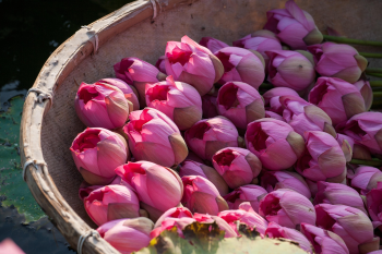 Hoa sen, sen, hoa, lotus, flower- xuanduongvan87 23