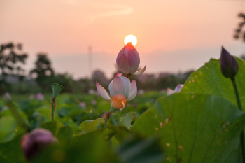 Hoa sen, sen, hoa, lotus, flower- xuanduongvan87 25