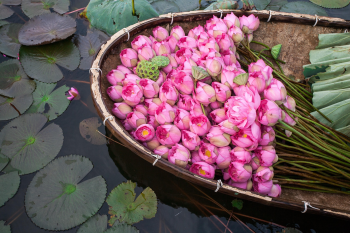 Hoa sen, sen, hoa, lotus, flower- xuanduongvan87 18