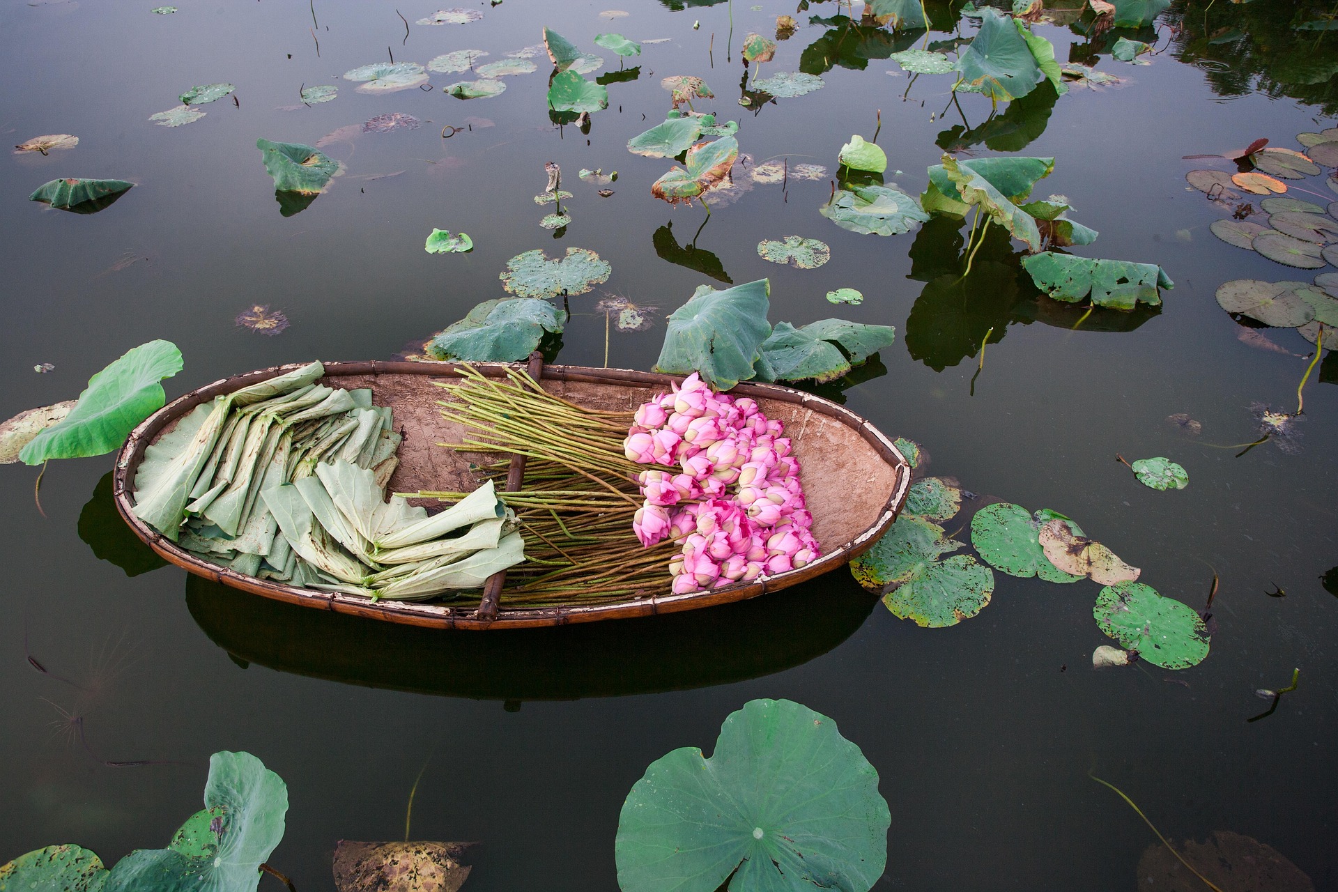 Hoa sen, sen, hoa, lotus, flower- xuanduongvan87 19