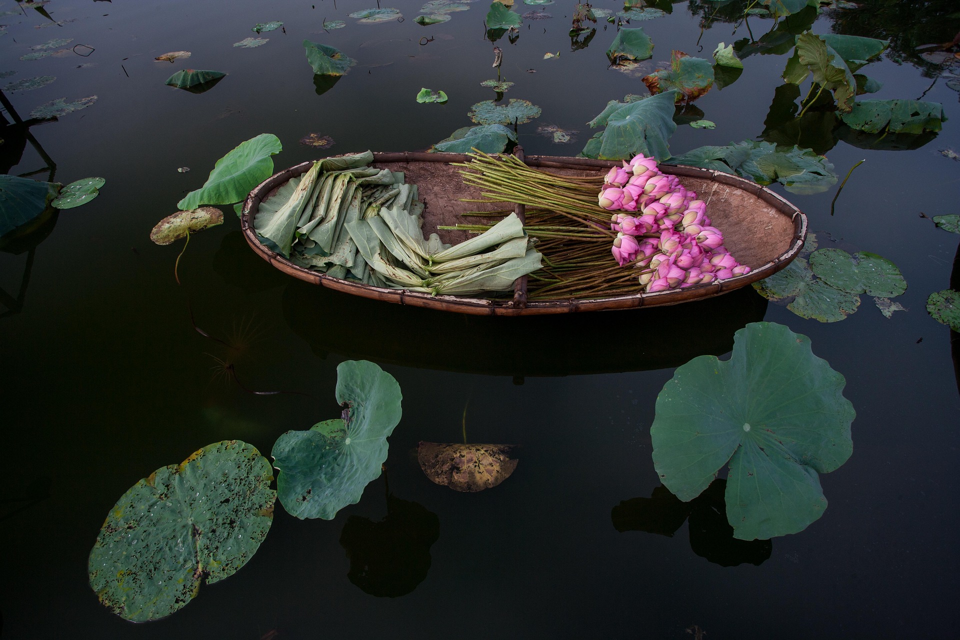 Hoa sen, sen, hoa, lotus, flower- xuanduongvan87 26
