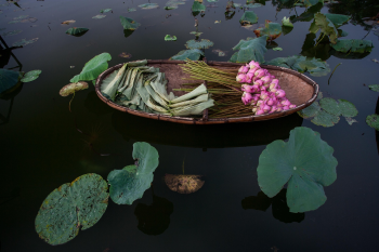 Hoa sen, sen, hoa, lotus, flower- xuanduongvan87 26