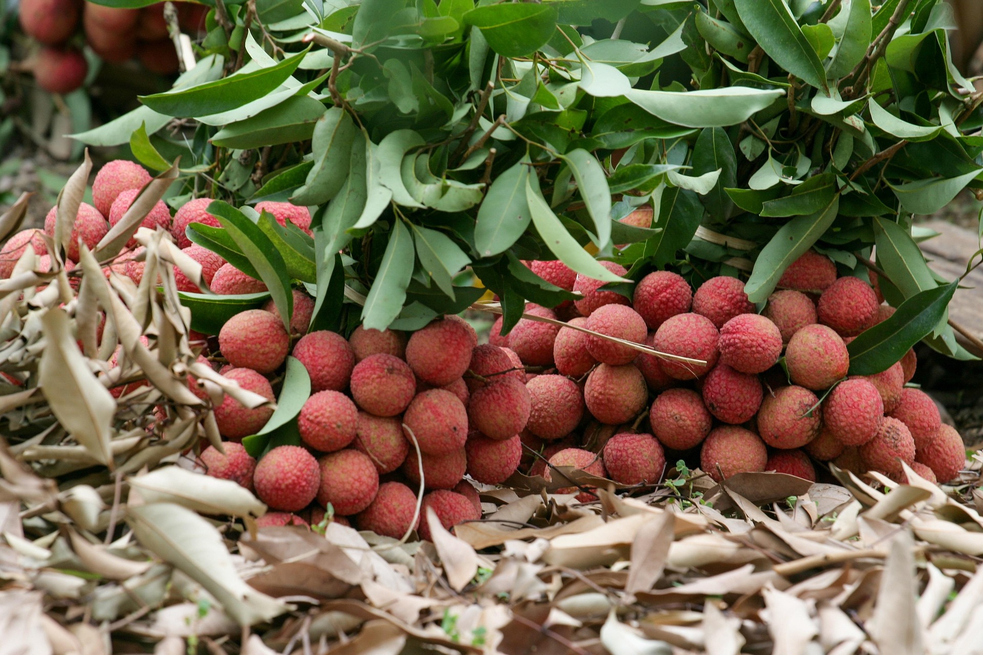Trái vải, vườn vải, trái cây, lychee, lychee garden, fruit- xuanduongvan87
