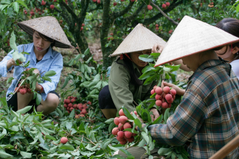 Người dân, phụ nữ, trái vải, vườn vải, trái cây,people, women, lychee, lychee garden, fruit- xuanduongvan87 1