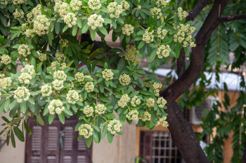 Hoa sữa, hoa, Hà Nội, flowers, milk flowers- xuanduongvan87