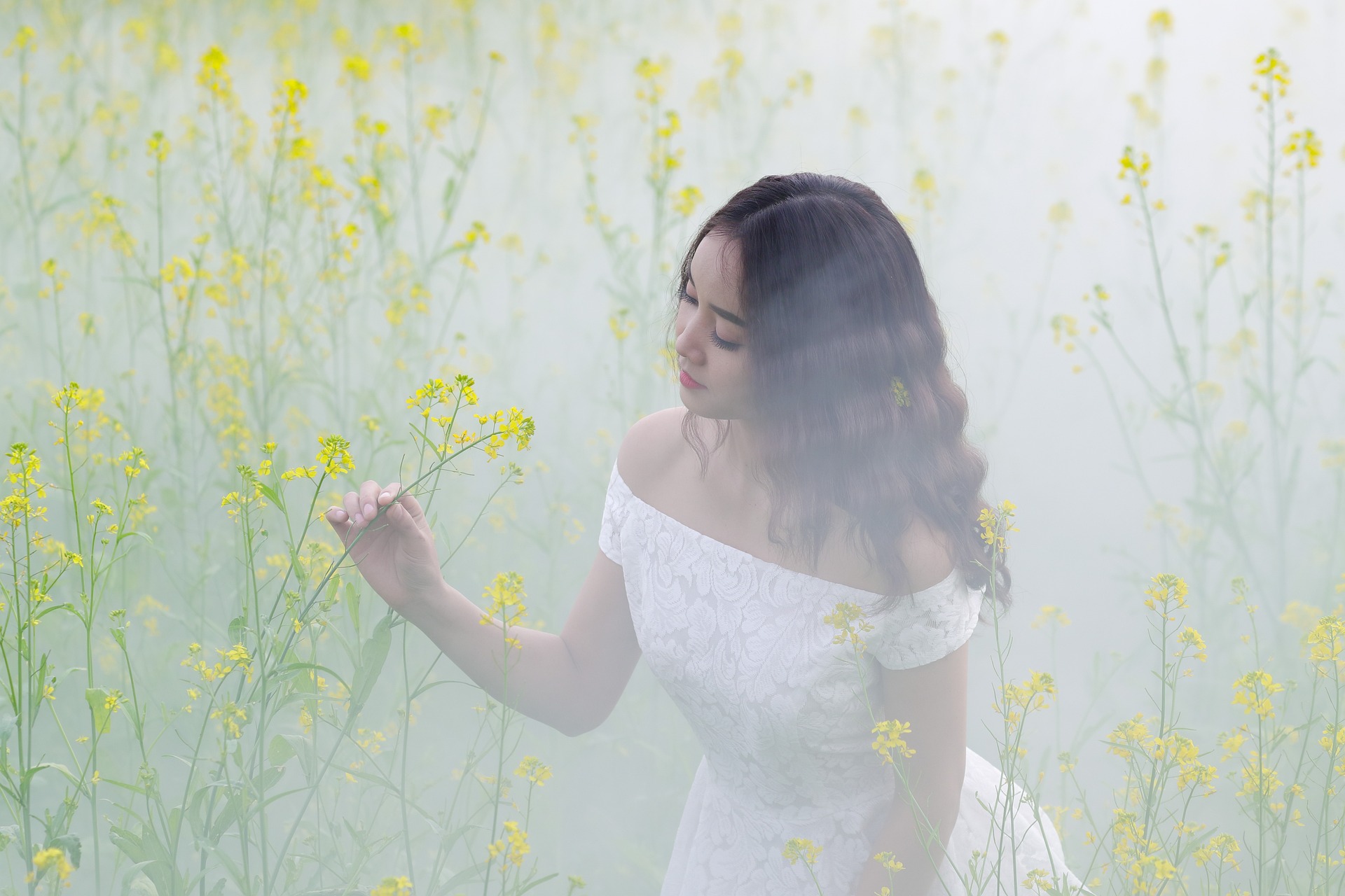 Cô gái, hoa cải, sương mù, đồng cỏ,Girl, rape flower, fog, meadow- ThuyHaBich 4