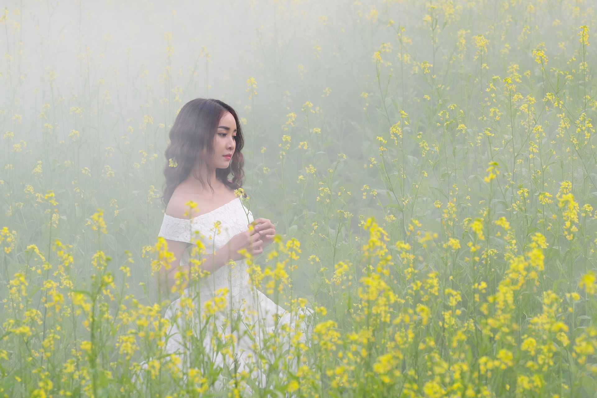 Cô gái, hoa cải, sương mù, đồng cỏ,Girl, rape flower, fog, meadow- ThuyHaBich 5