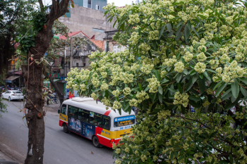 Hoa sữa, hoa, Hà Nội, flowers, milk flowers- xuanduongvan87 1