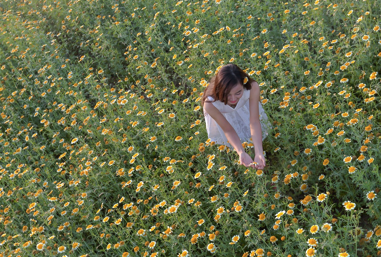 Cô gái, hoa cải, sương mù, đồng cỏ,Girl, rape flower, fog, meadow- ThuyHaBich 3