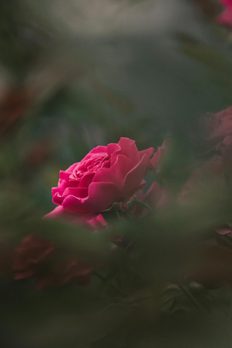 Hoa hồng, hoa, mờ, rose, blur, flower - Ana-Maria Antonenco