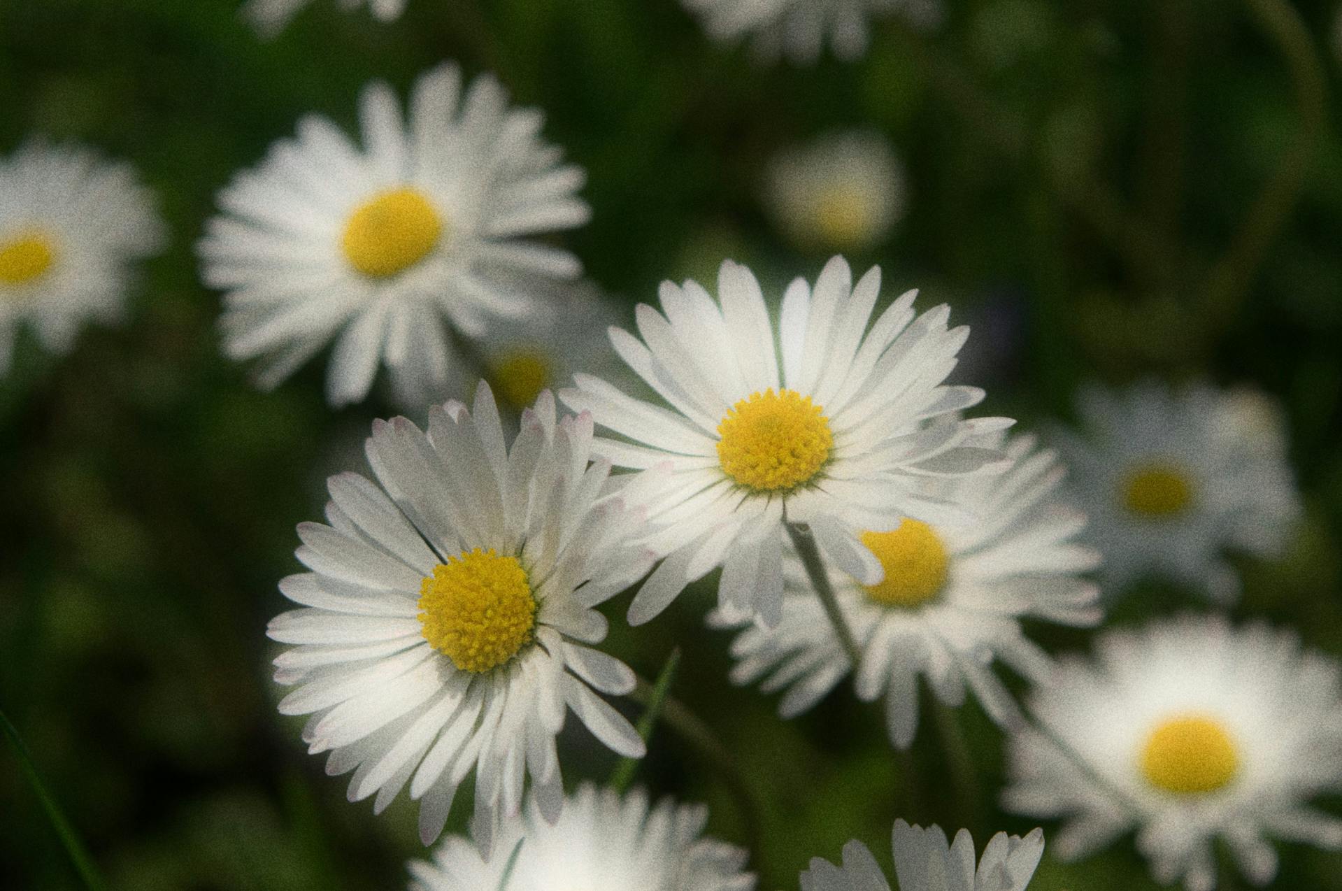 Hoa cúc, daisy, hoa, màu trắng, chrysanthemum, white- Angelica Ilji