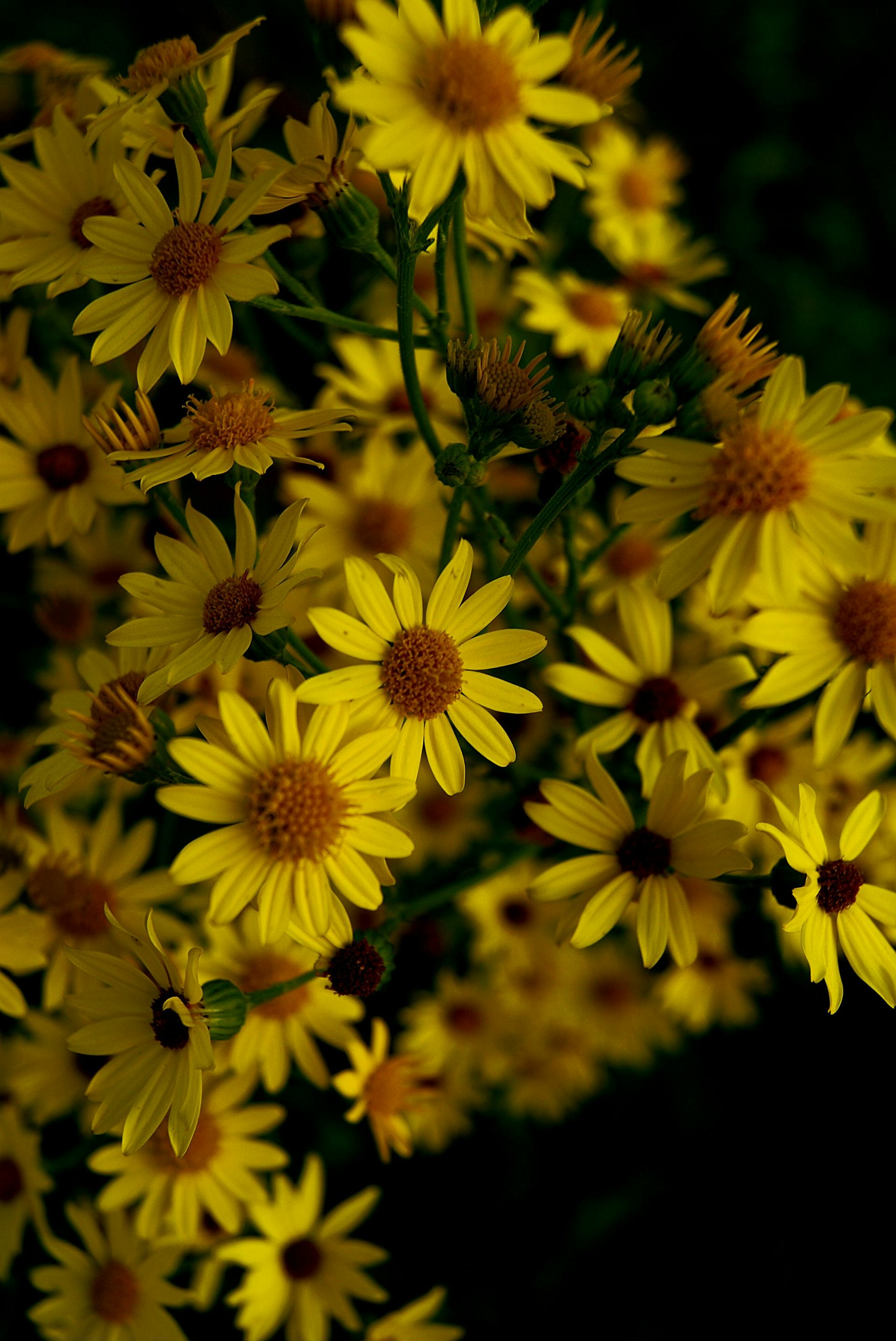 Hoa cúc, daisy, hoa, màu vàng, chrysanthemum, yellow- Anne-Ling Kikkert