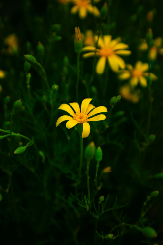 Hoa cúc, daisy, hoa, màu vàng, chrysanthemum, yellow- Anurag Jamwal
