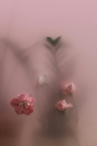 Hoa hồng, hoa, mờ, rose, flower, blur- cottonbro studio 2