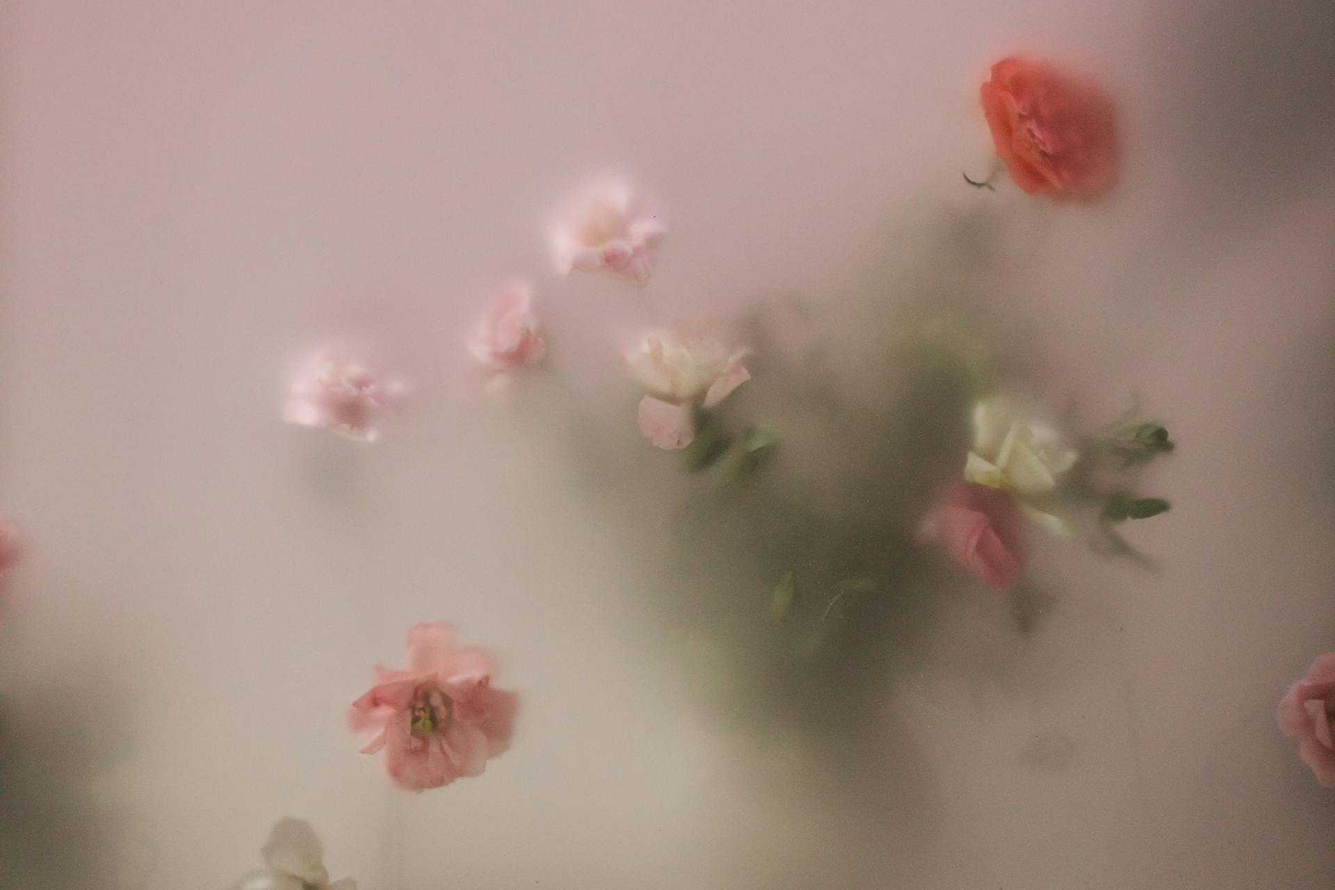 Hoa hồng, hoa, mờ, rose, flower, blur- cottonbro studio 3