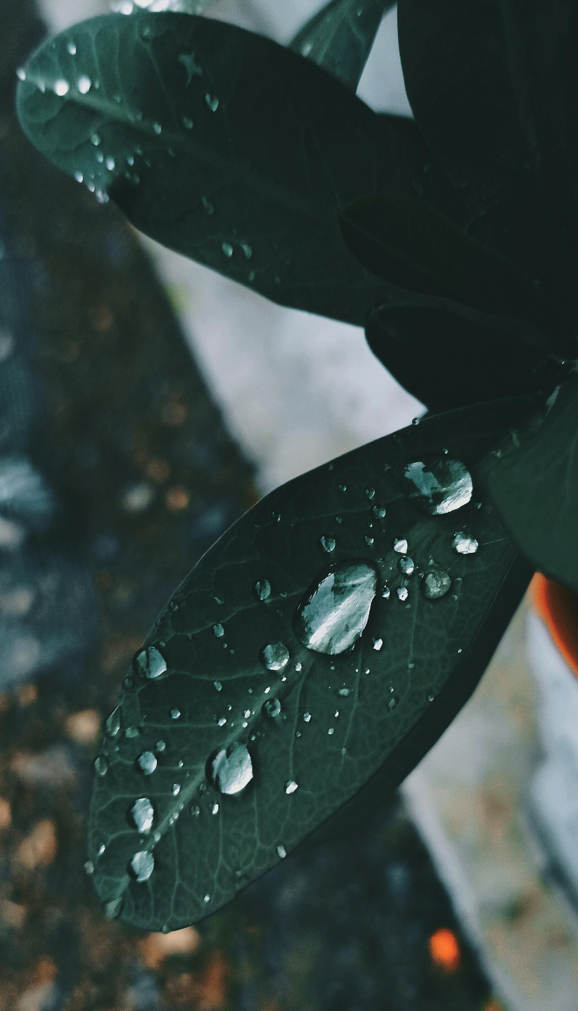 Lá, mưa, hạt mưa, giọt nước, leaves, rain, raindrops, water drops - Ëunis