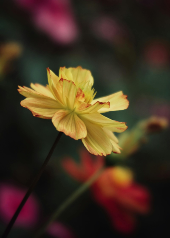 Hoa cúc, hoa, màu vàng, mờ, chrysanthemum, flower, yellow, blur-Fabio Andrés