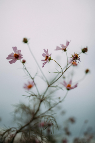 Hoa, mờ, flower, blur - Gije Cho