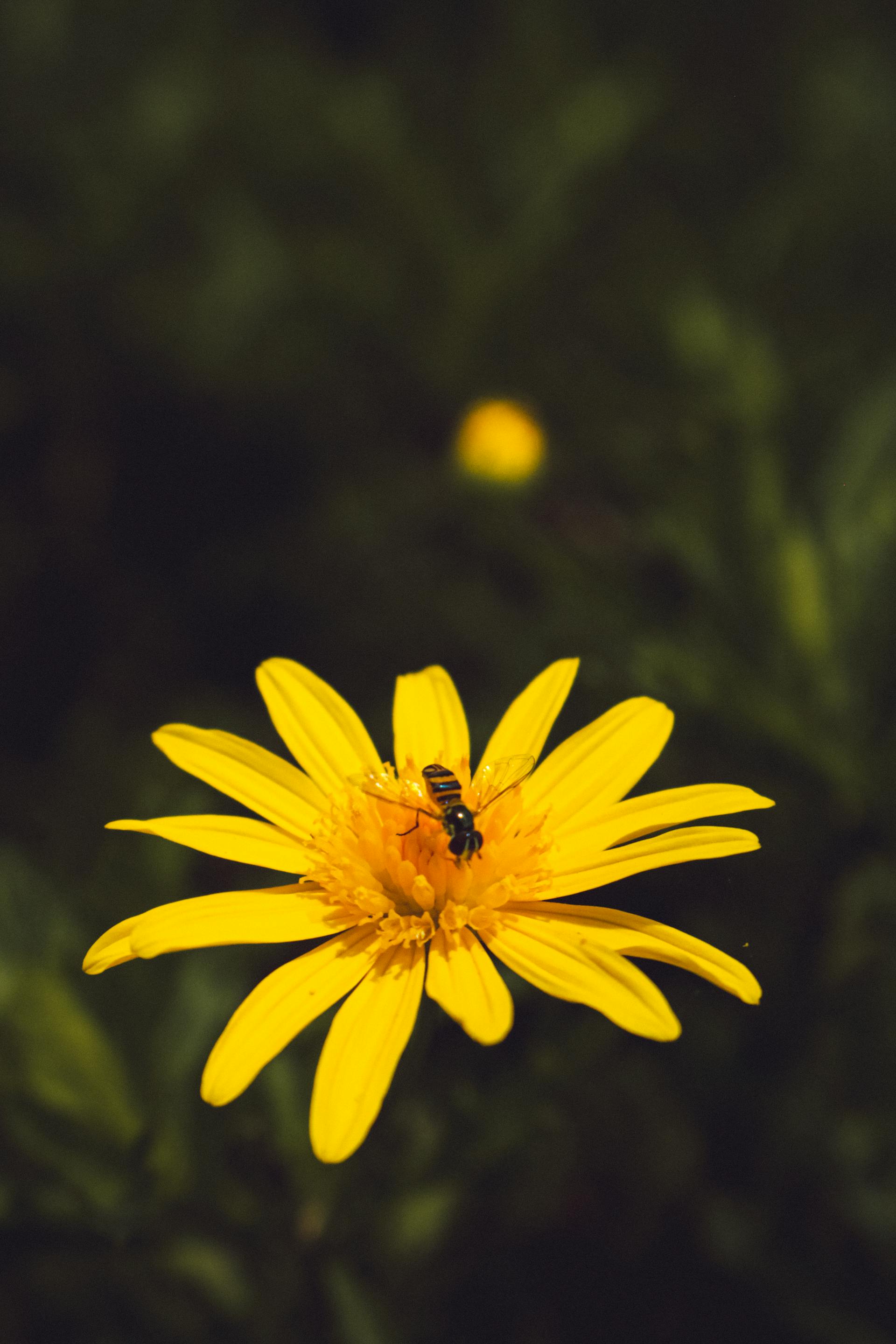 Hoa cúc, daisy, hoa, màu vàng, chrysanthemum, yellow- HEIGSENBERG M