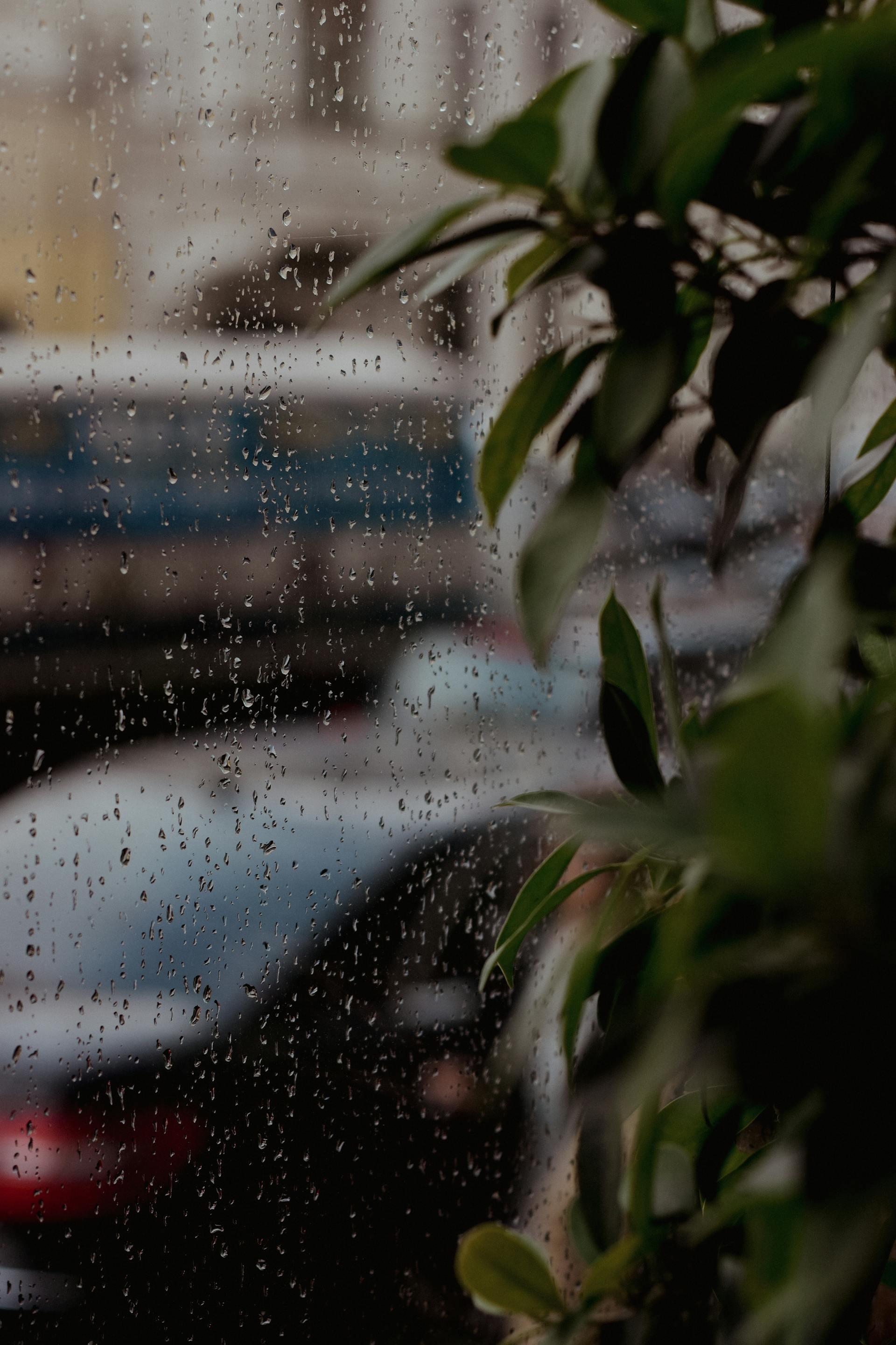 Lá, mưa, hạt mưa, giọt nước, rain, raindrops, water drops - Liana Tril'