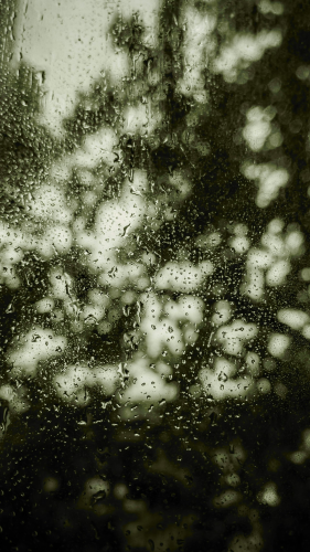 Lá, mưa, hạt mưa, giọt nước, rain, raindrops, water drops - M N Z R