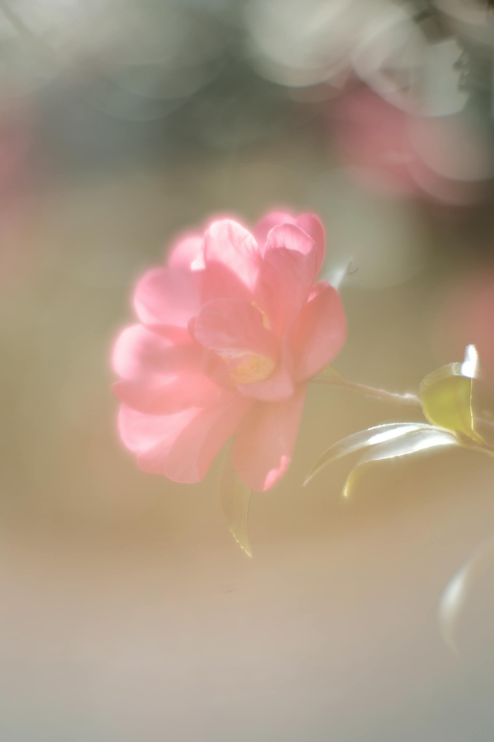 Hoa, flower, mờ, blur - Mak_ jp 1