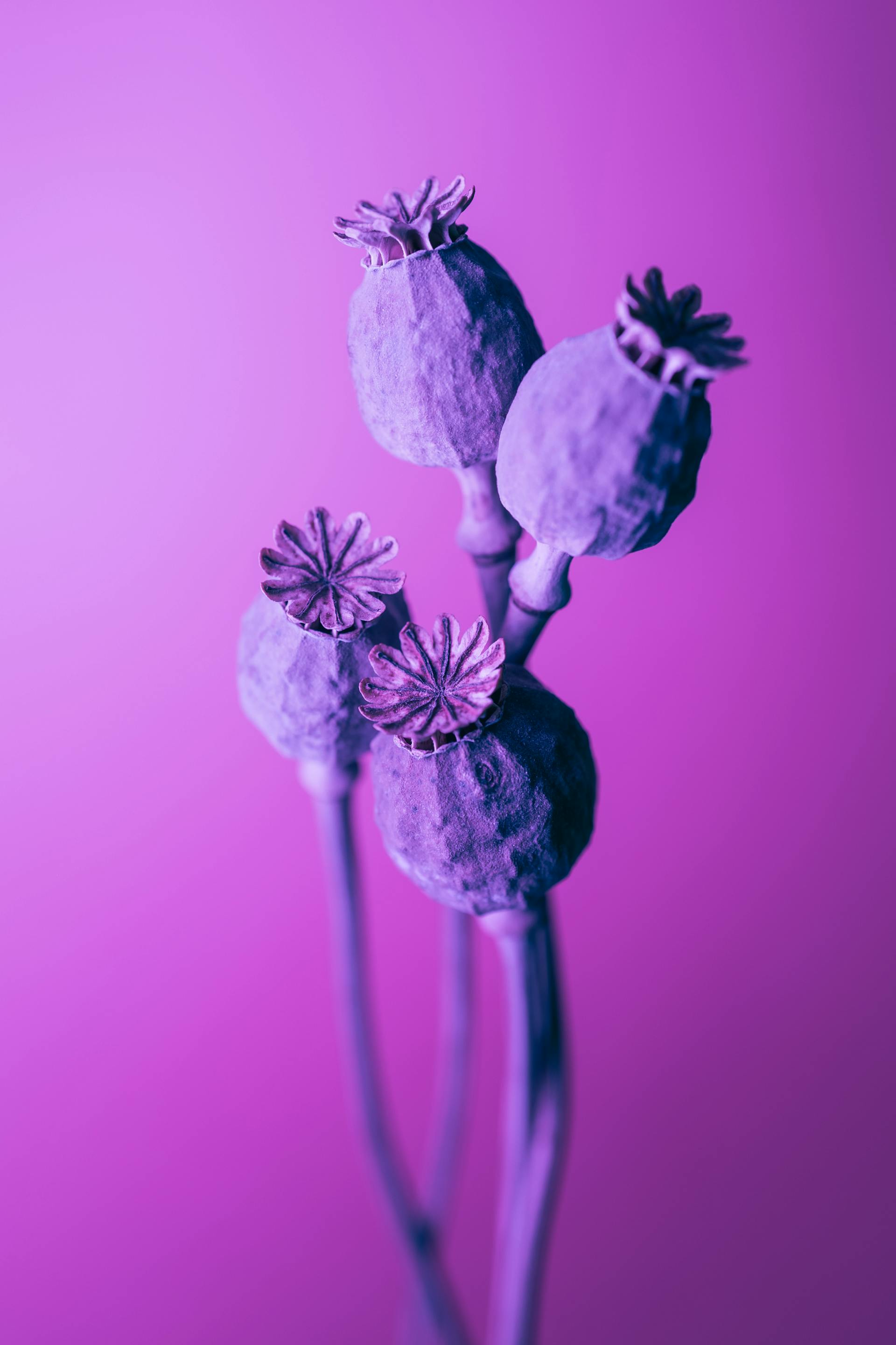 Hoa tím, hoa, màu tím, mờ, purple flower, flower, purple, blur- Marek Piwnicki 5