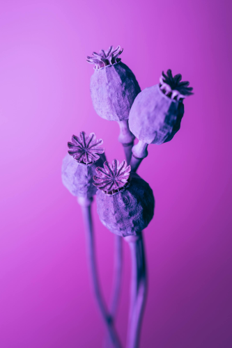 Hoa tím, hoa, màu tím, mờ, purple flower, flower, purple, blur- Marek Piwnicki 5