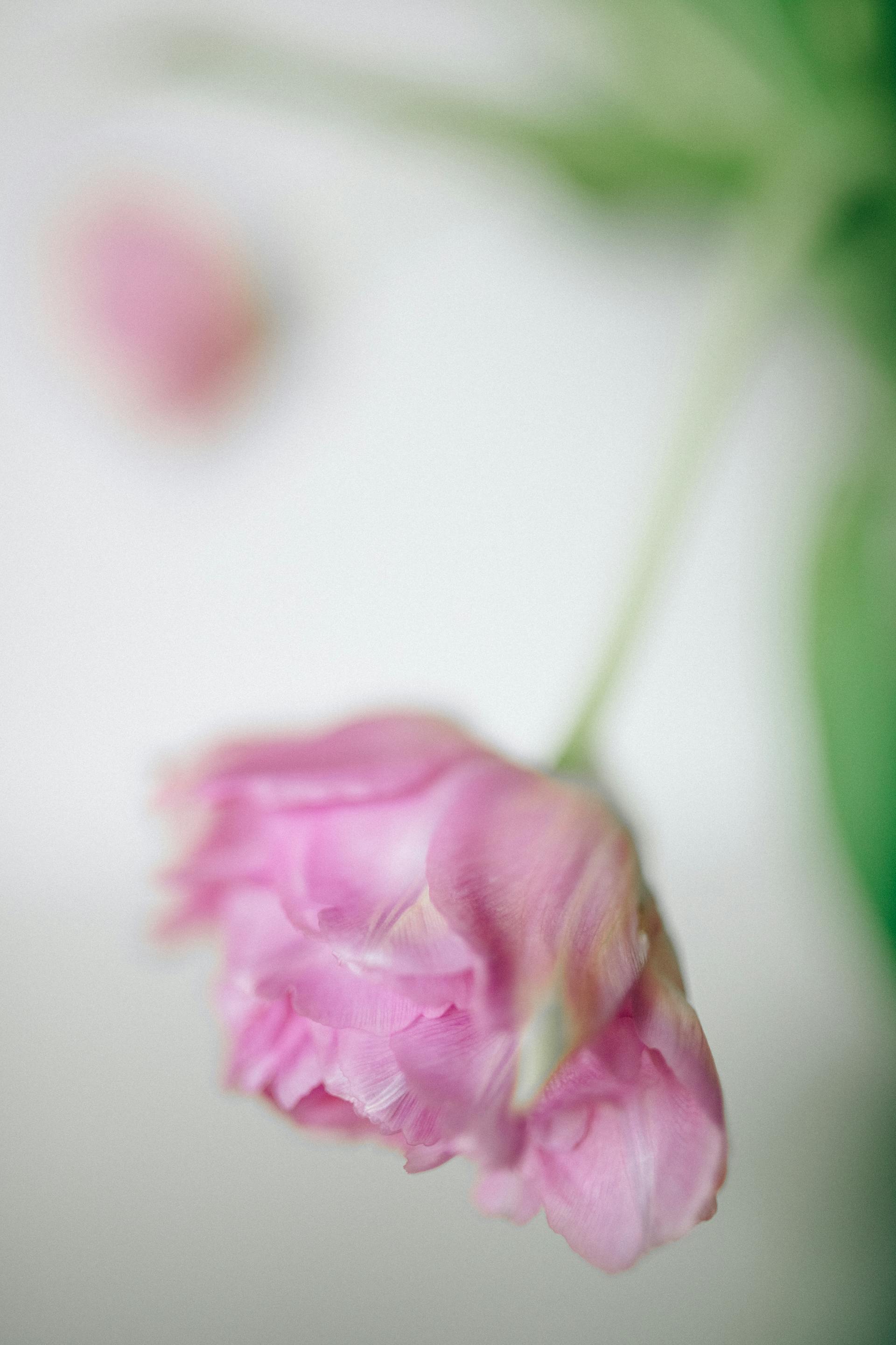 Hoa, mờ, flower, blur - Nataliya Vaitkevich