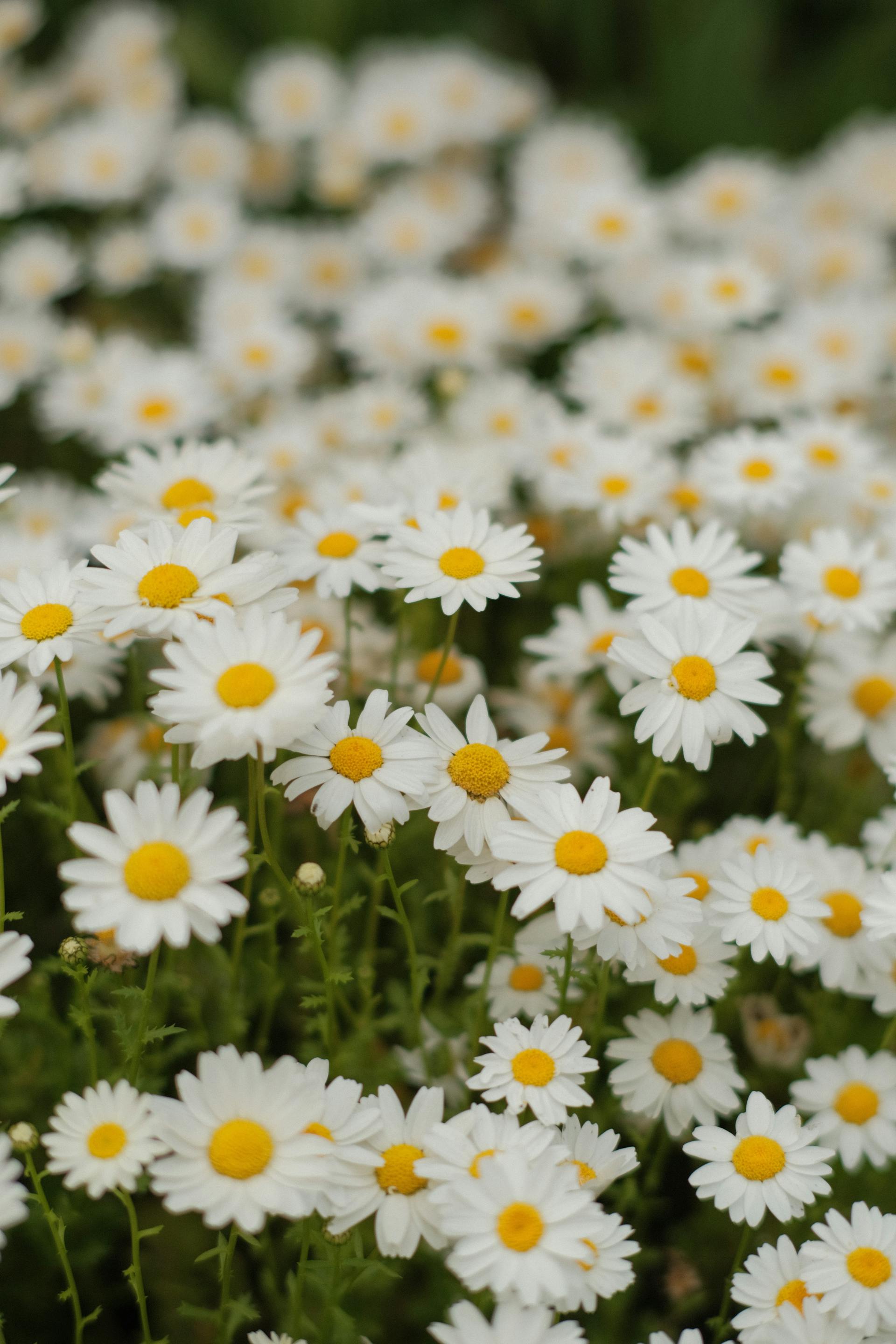 Hoa cúc, daisy, hoa, màu trắng, chrysanthemum, white- Oğuzhan Karataş