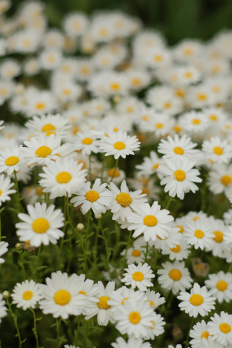 Hoa cúc, daisy, hoa, màu trắng, chrysanthemum, white- Oğuzhan Karataş