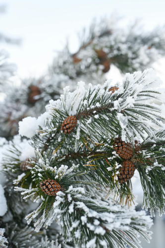 Giáng sinh, cây thông, quả thông, tuyết, lạnh giá, màu đông, pine trees, pine cone,snow, cold, winter - Vera
