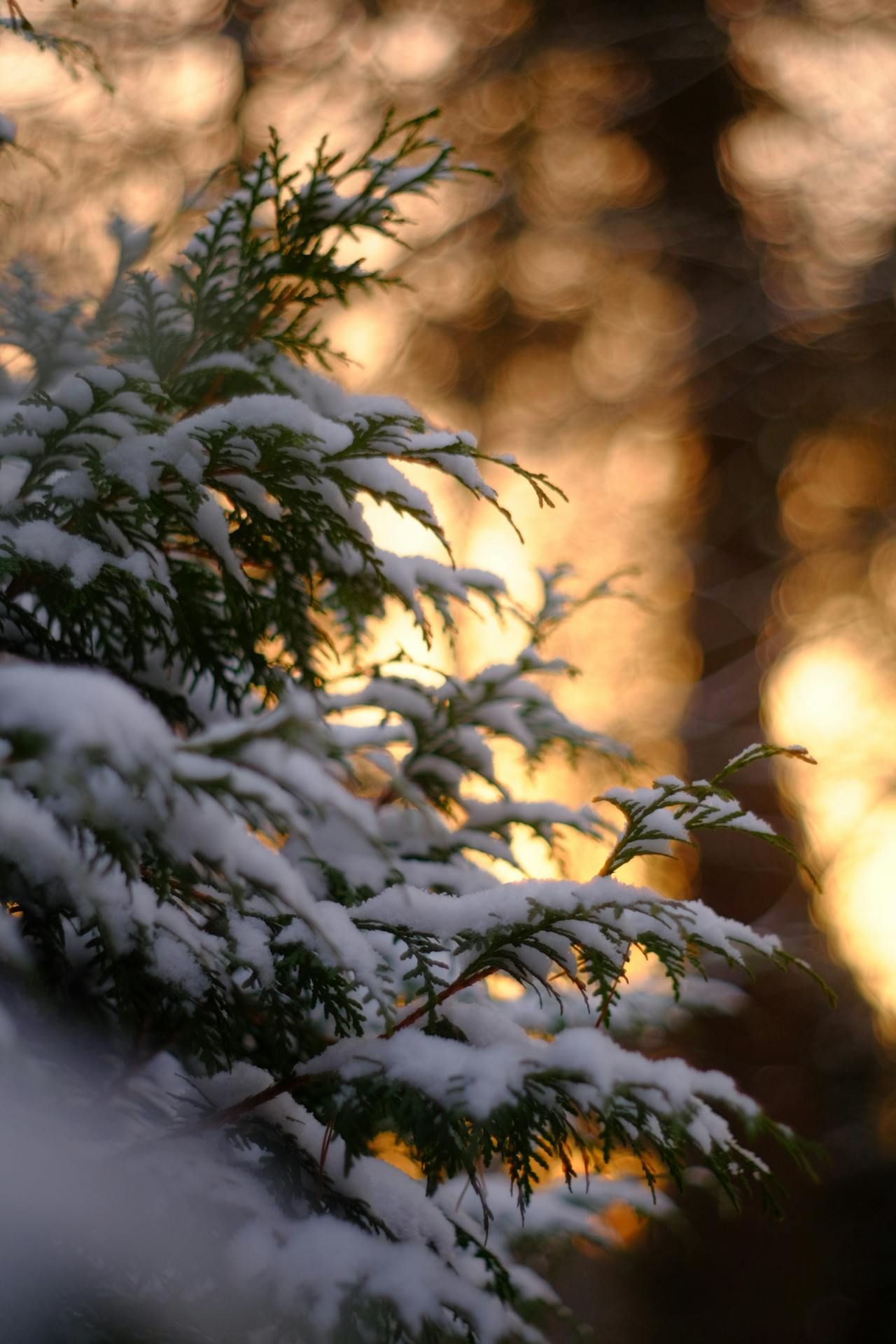 Giáng sinh, cây thông, tuyết, lạnh giá, màu đông, pine trees, snow, cold, winter - Anton .