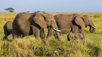 Con voi, đàn voi, hoang dã, động vật, rừng, elephant, herd of elephants, wild, animal, forest - Balazs Simon 1