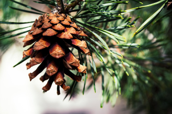 Giáng sinh, trái thông, thông khô, trang trí, christmas, pine cones, dried pine, decoration - Brett Sayles 1