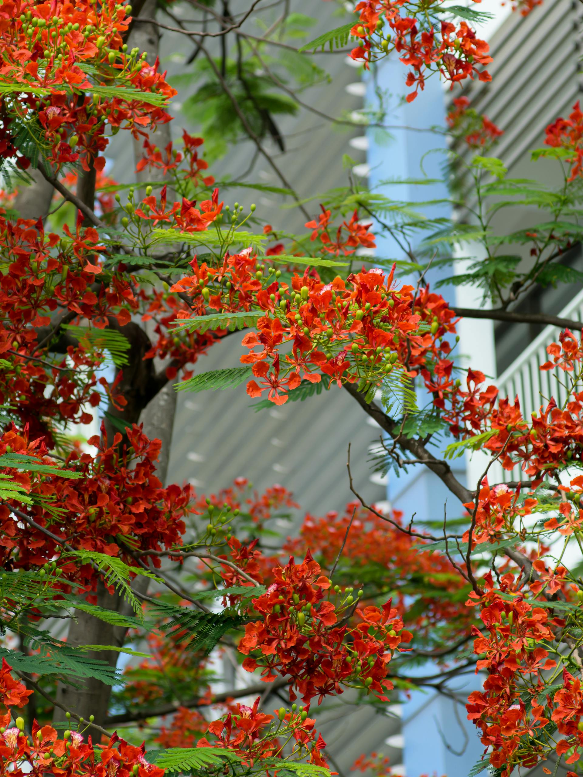 Hoa phượng, hoa, mùa hè, royal poinciana, flower, summer- C.T. PHAT