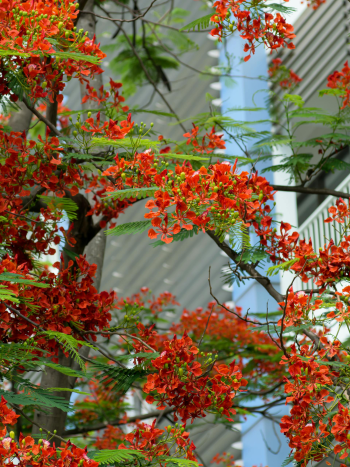 Hoa phượng, hoa, mùa hè, royal poinciana, flower, summer- C.T. PHAT