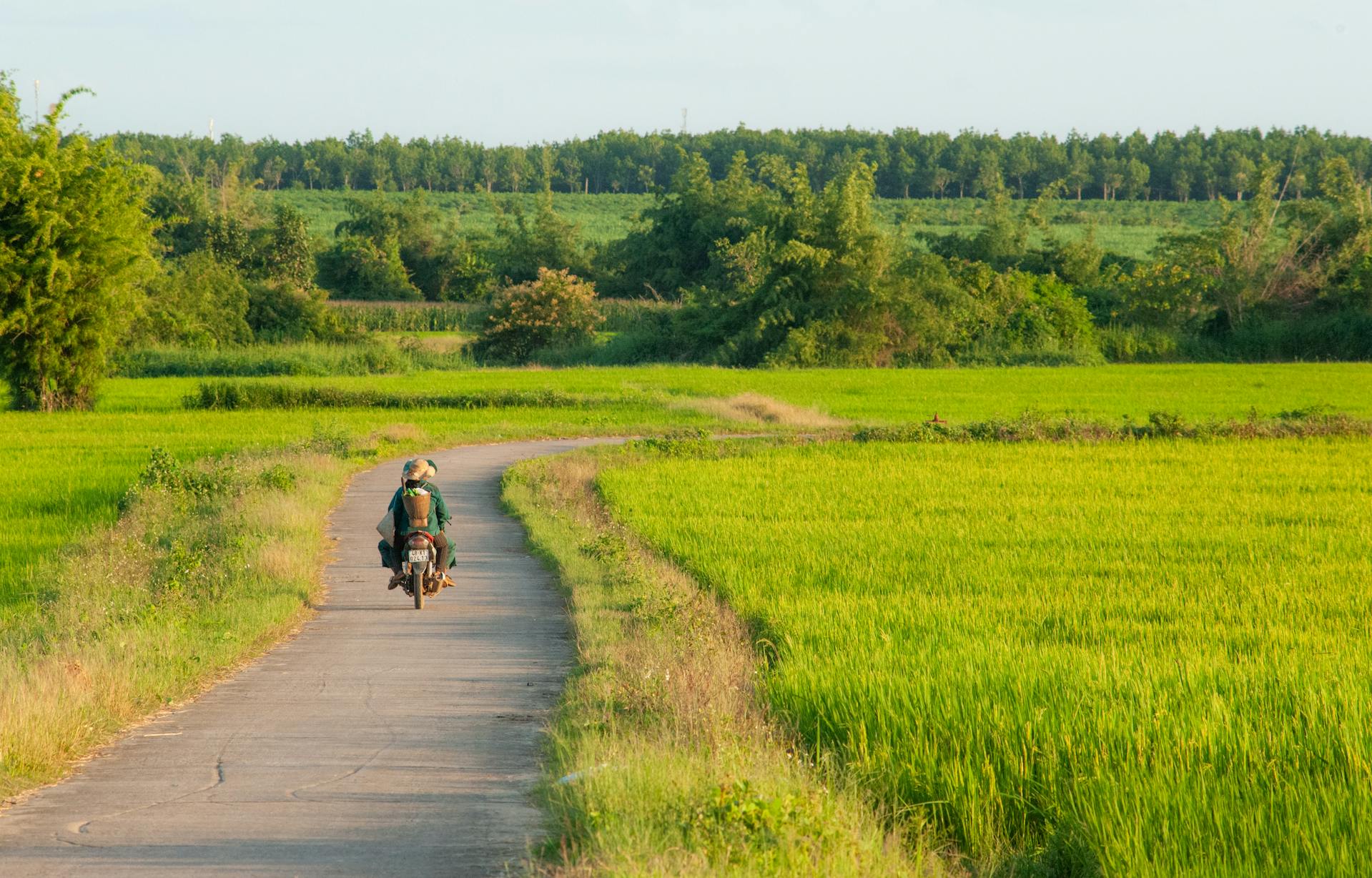 Con đường, cánh đồng, đồng ruộng, xe máy, road, field, paddy field, motorbike- C.T. PHAT