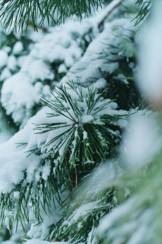 Giáng sinh, cây thông, tuyết, lạnh giá, màu đông, pine trees, snow, cold, winter - Darya Grey_Owl