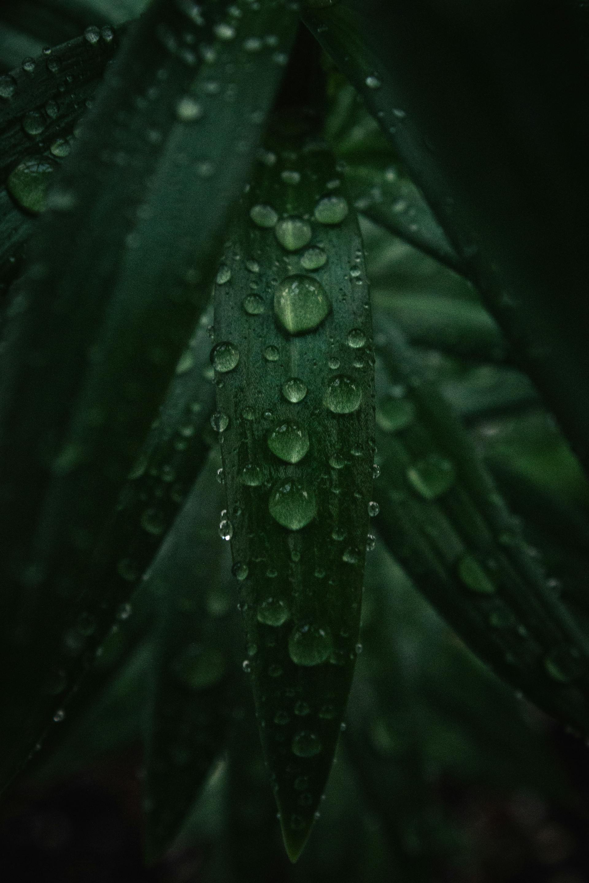 Lá, giọt nước, mưa, leaves, water drops, rain - DI LAI