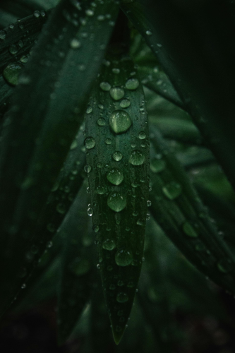 Lá, giọt nước, mưa, leaves, water drops, rain - DI LAI